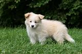 BORDER COLLIE 1289